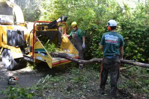 tree services Charlotte Park